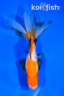 6.5" CALICO WATONAI GOLDFISH