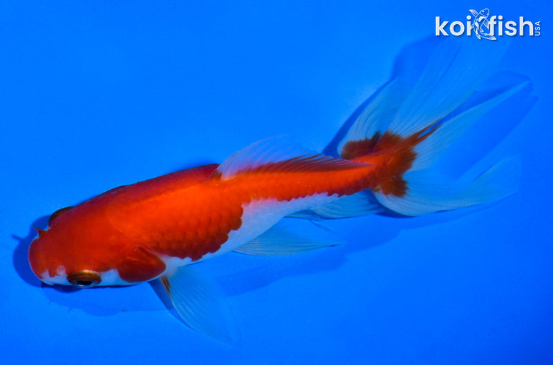 5.5" WAKIN GOLDFISH