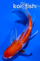 4.5" GINRIN HARIWAKE BUTTERFLY