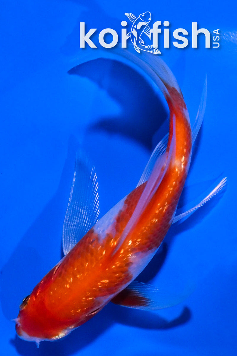 4.5" GINRIN HARIWAKE BUTTERFLY