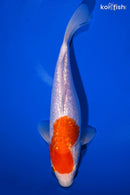 9.25" GINRIN KOHAKU