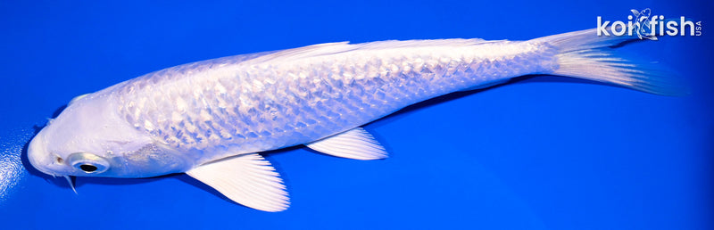 7.5" GINRIN PLATINUM OGON