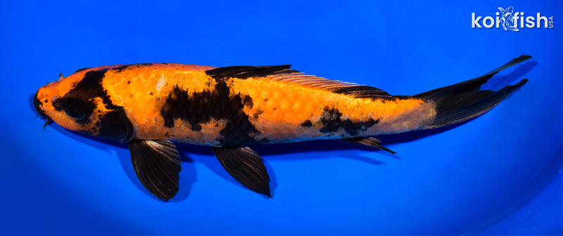 11.25" HI UTSURI