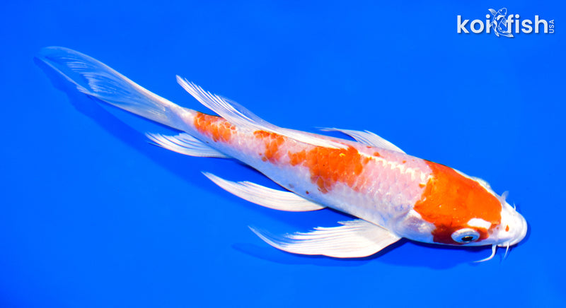 7.5" HARIWAKE BUTTERFLY