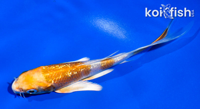 5" GINRIN HARIWAKE BUTTERFLY