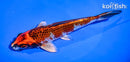 6" BENI GINGA