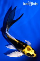 4.75" KIN KIKOKURYU BUTTERFLY