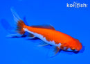 5.75" WAKIN GOLDFISH