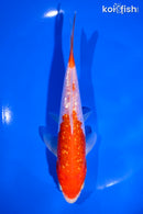 6.25" GINRIN KOHAKU