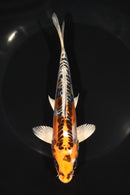 7" BENI KIKOKURYU