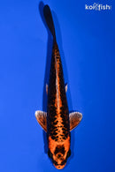 6.5" DOITSU KIN ORENJI MATSUBA