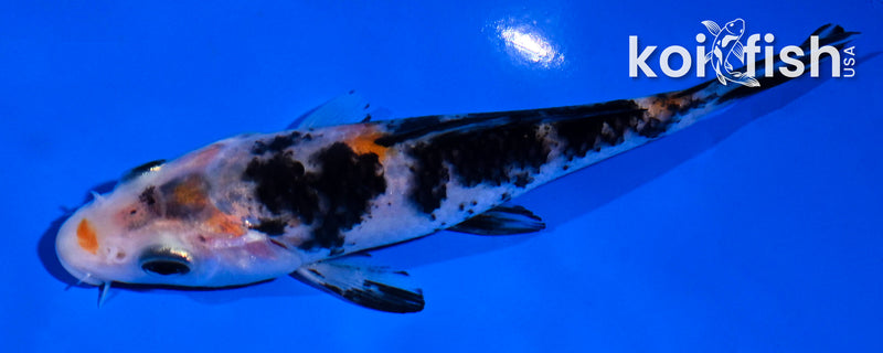 4.5" BENI MATSUKAWABAKE