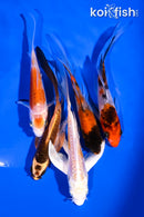 PACK OF (5) 4-5.5" BUTTERFLY KOI