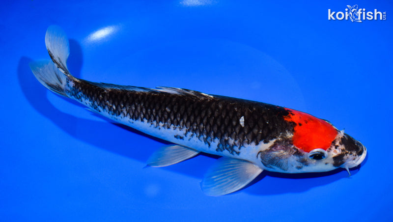 10.5" GOSHIKI