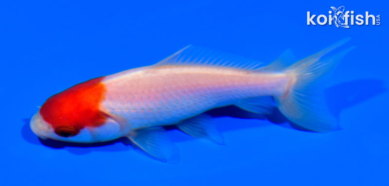 3.75" WAKIN GOLDFISH