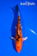 5.5" GINRIN YAMATO NISHIKI