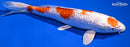 8.5" GINRIN MATUTEN HARIWAKE