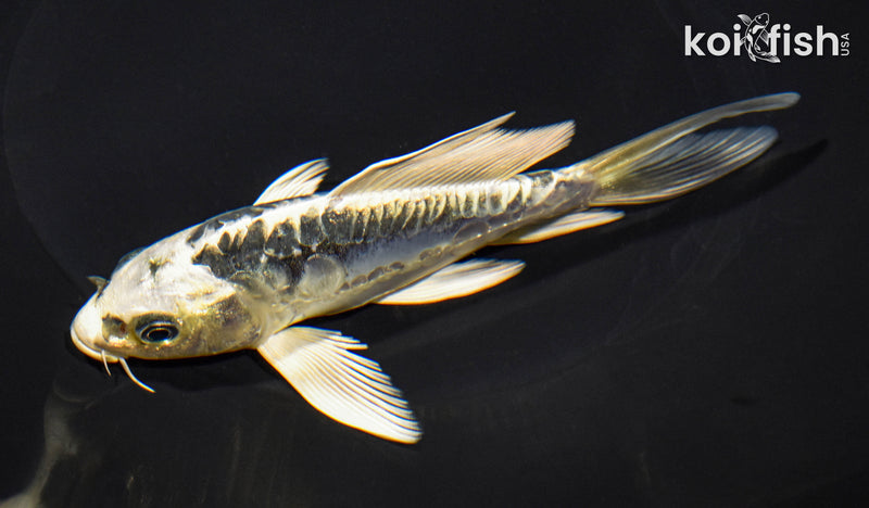 5.75" KIKOKURYU BUTTERFLY