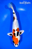 11.5" BENI KIKOKURYU
