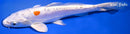 7.25" KIKUSUI