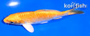5" ORENJI OGON