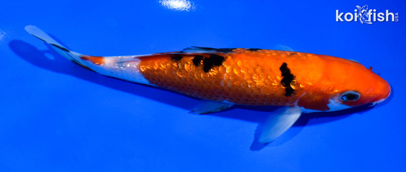 6.5" GINRIN SANKE