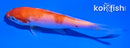 4" KOHAKU