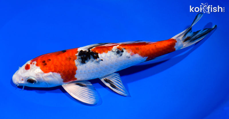 9.5" YAMATO NISHIKI