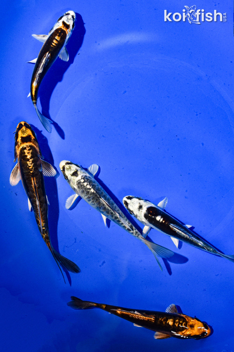 PACK OF (5) 3-4" STANDARD GHOST KOI