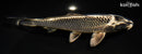 7.5" GINGA