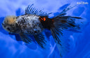 5.75" KIRIN ORANDA