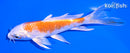 5.25" HARIWAKE BUTTERFLY