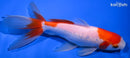 6.5" WATONAI GOLDFISH