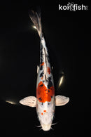 11" HEISEI NISHIKI