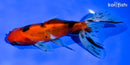 6" WATONAI GOLDFISH