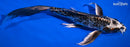 9" BENI KIKOKURYU BUTTERFLY
