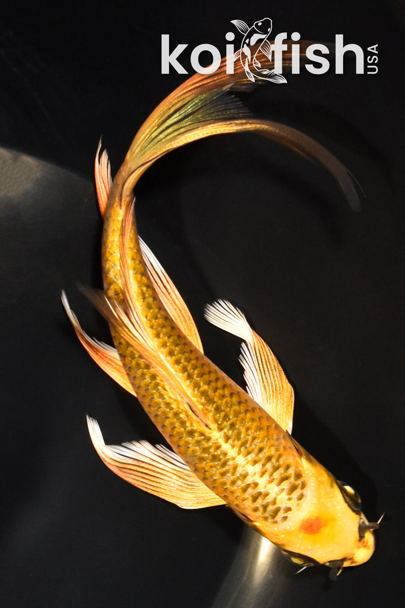 7.25" KI MATSUBA BUTTERFLY