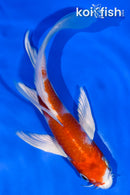 6" HARIWAKE BUTTERFLY