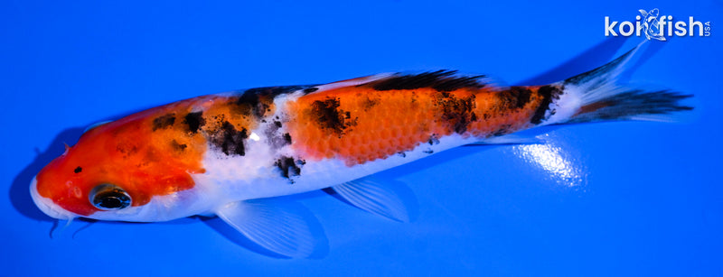 5.5" SANKE