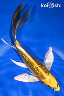 8.5" GINRIN KIN KI MATSUBA BUTTERFLY