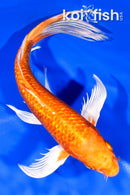 9" GINRIN ORENJI OGON BUTTERFLY