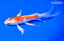 7.25" HARIWAKE BUTTERFLY