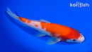 7" KOHAKU