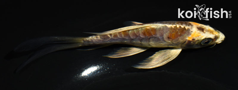 5.5" ARAGOKE  KIN KIKOKURYU BUTTERFLY