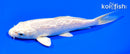 6.25" GINRIN PLATINUM OGON