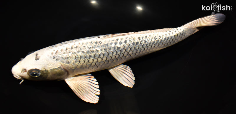13" GINRIN GINGA