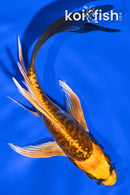 6" BENI KIKOKURYU BUTTERFLY