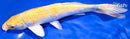 9.25" LEMON HARIWAKE