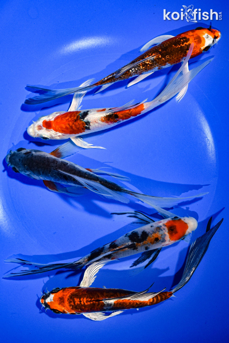 PACK OF (5) 6" BUTTERFLY KOI