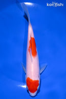 6.75" KOHAKU